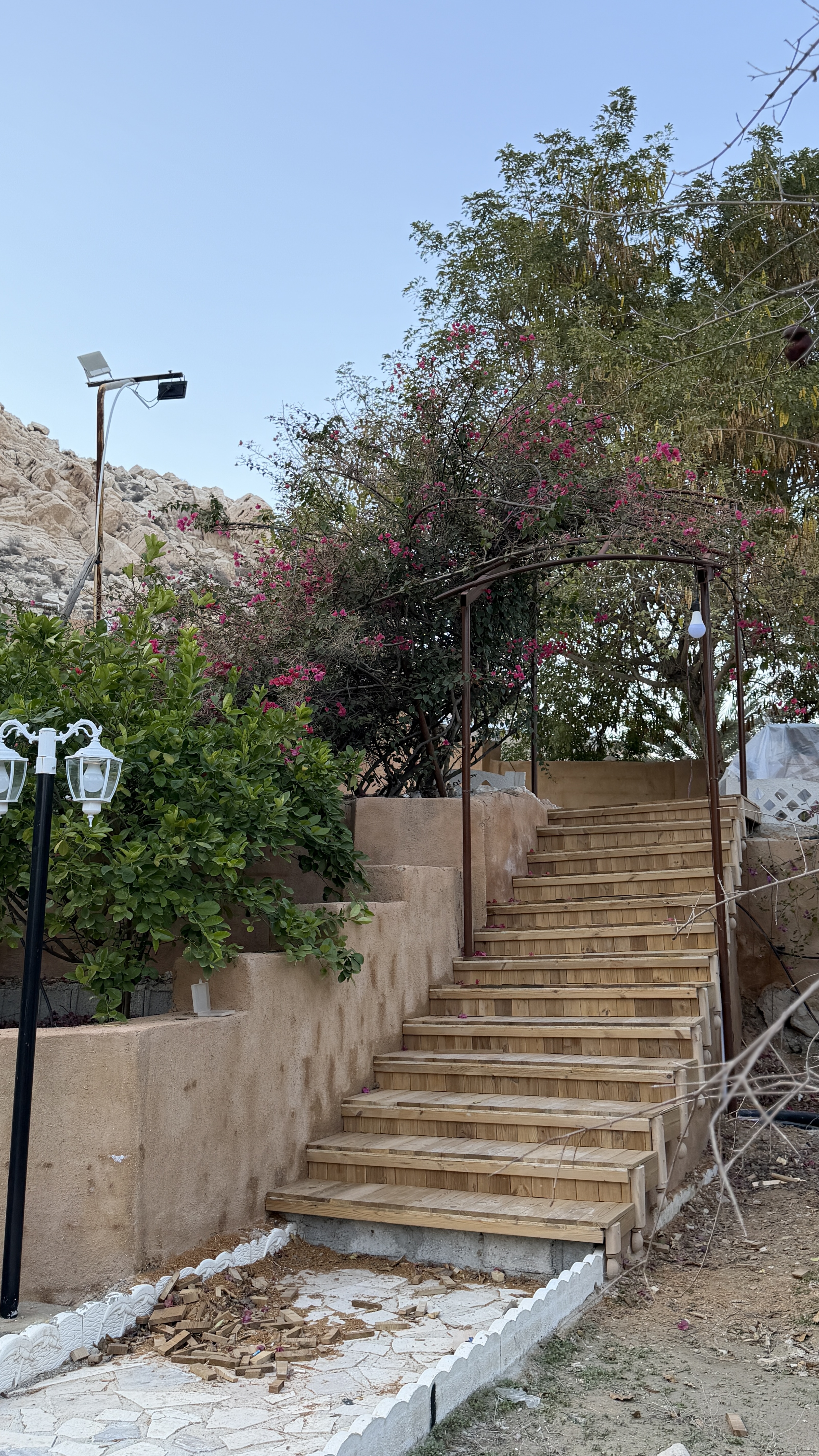 نمای نخلستان